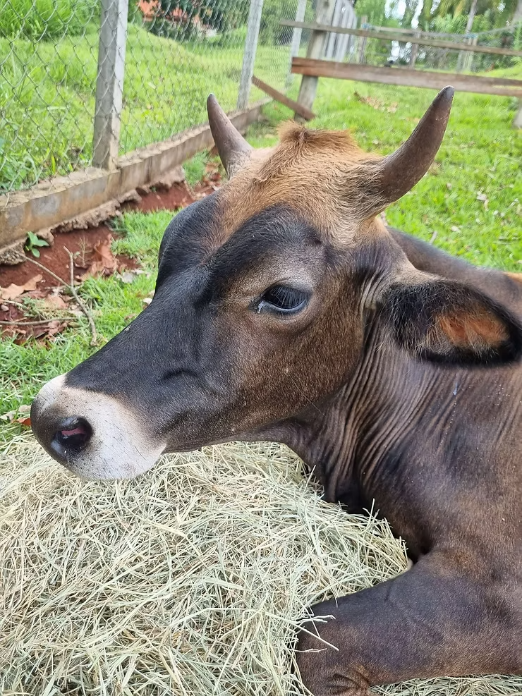 SANTUÁRIO DE ANIMAIS DO BRUM