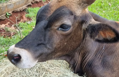 SANTUÁRIO DE ANIMAIS DO BRUM