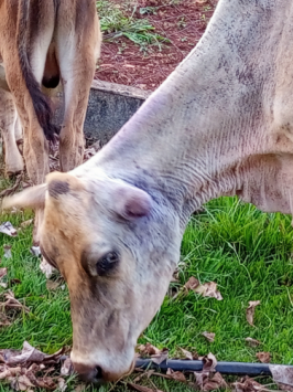 Júlia - Inesquecíveis - Santuário Brum