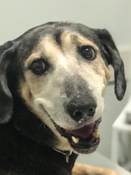 Yasmin - Inesquecíveis - Santuário Brum